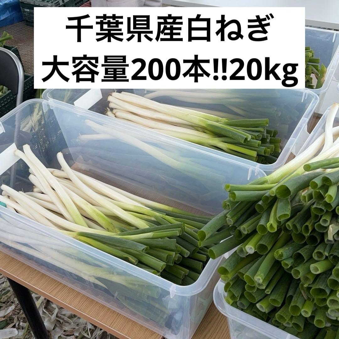 【大容量特価!!】白ネギ 約20kg(約200本) 千葉県東金市産