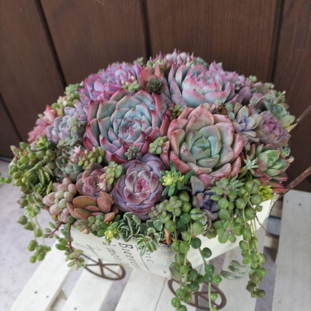 多肉植物 ♡そのまま飾れる寄せ植え♡ブリキカート✩.*˚