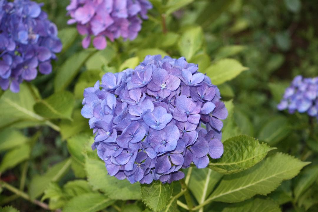 ★手振れ補正★Canon EF-S 55-250mm 1:4-5.6 IS★