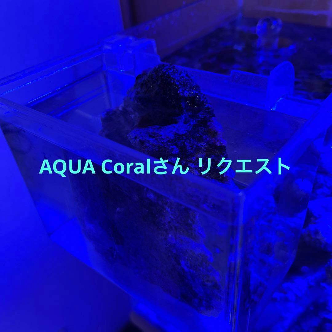 天然ライブロック　ポークカツレツ