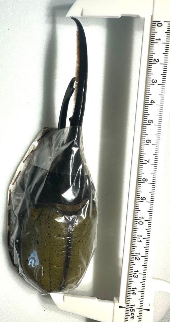 【標本】 ヘラクレスリッキー 本物の野外品150㎜