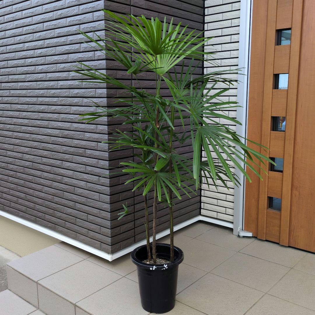 大型！観葉植物　棕櫚竹　シュロチク　開運招福　８号鉢