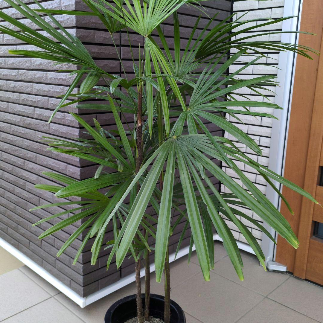 大型！観葉植物　棕櫚竹　シュロチク　開運招福　８号鉢