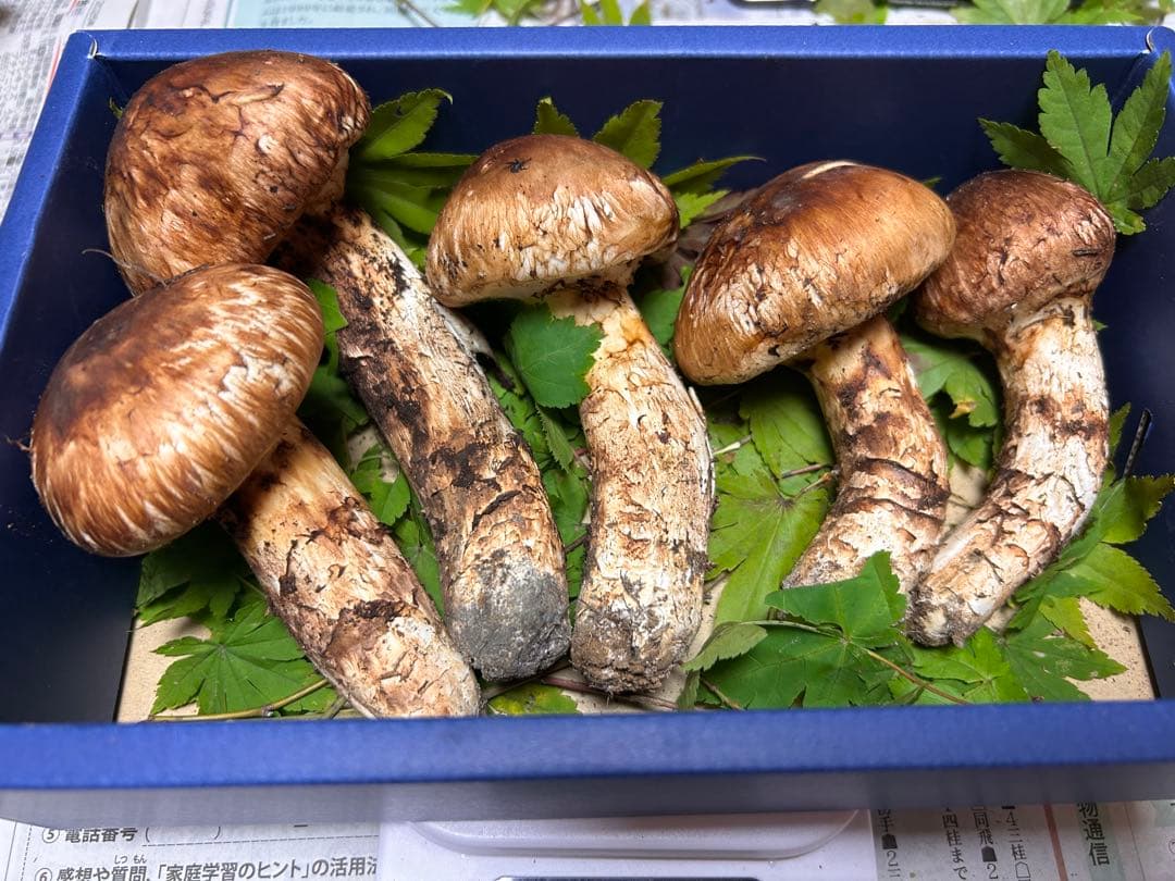 ＊山形県産＊ 松茸　308g 【本日発送】