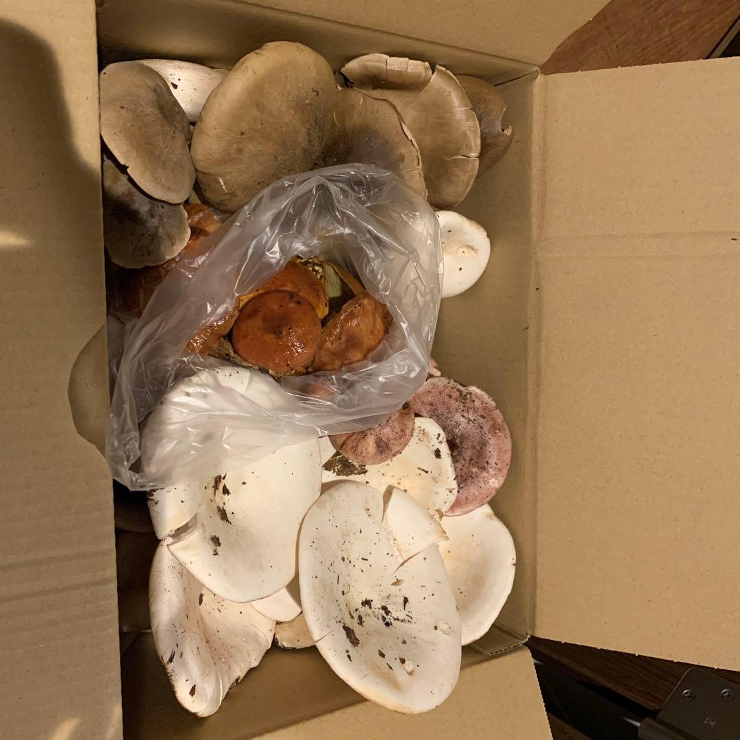 天然きのこセット