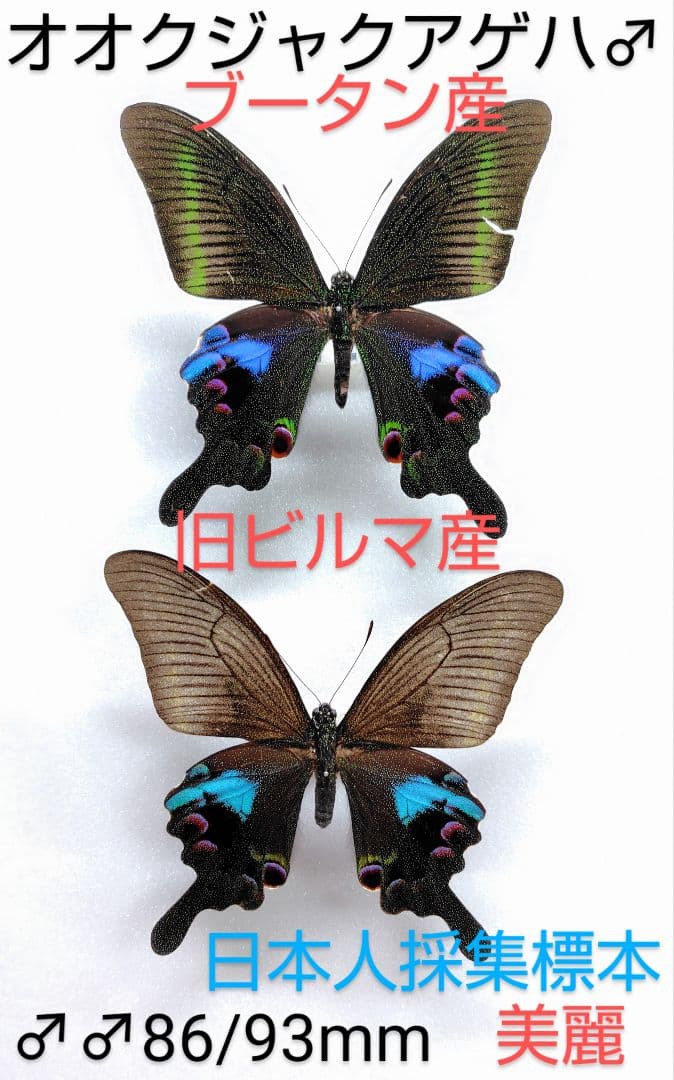オオクジャクアゲハ♂♂標本セット★ ブータン産＆旧ビルマ産86/93mm難有美麗