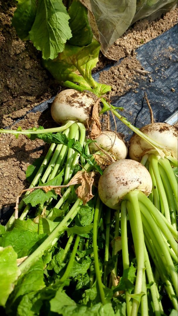季節の野菜セット無農薬８０サイズいっぱい