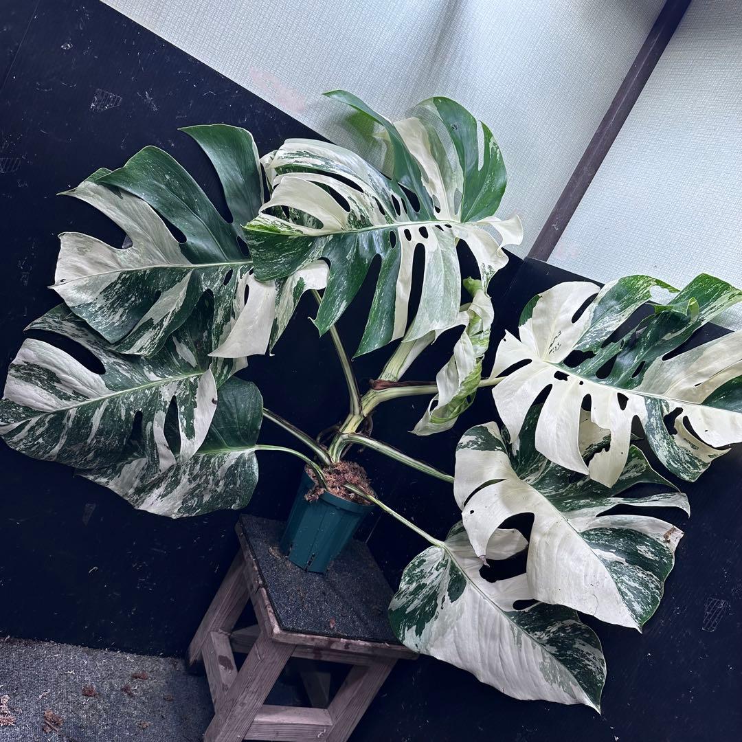 す*る様 斑入りモンステラ ホワイトタイガー極美大株74cm白斑多