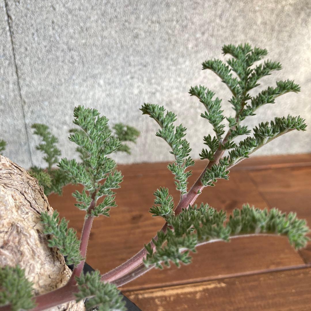 ペラルゴニウム トリステ 現地株 発根済み