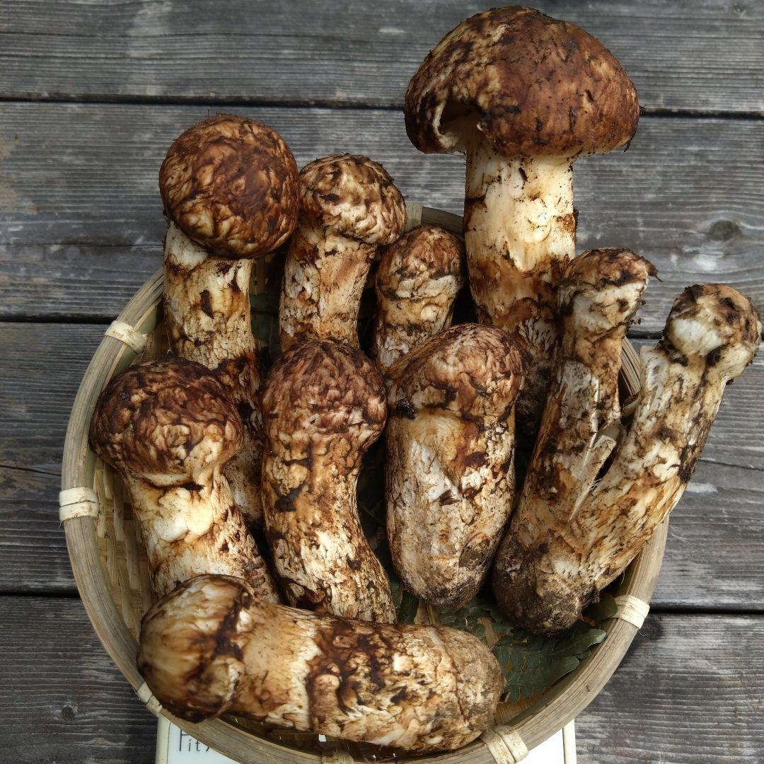 岩手県産マツタケ239g傷あり