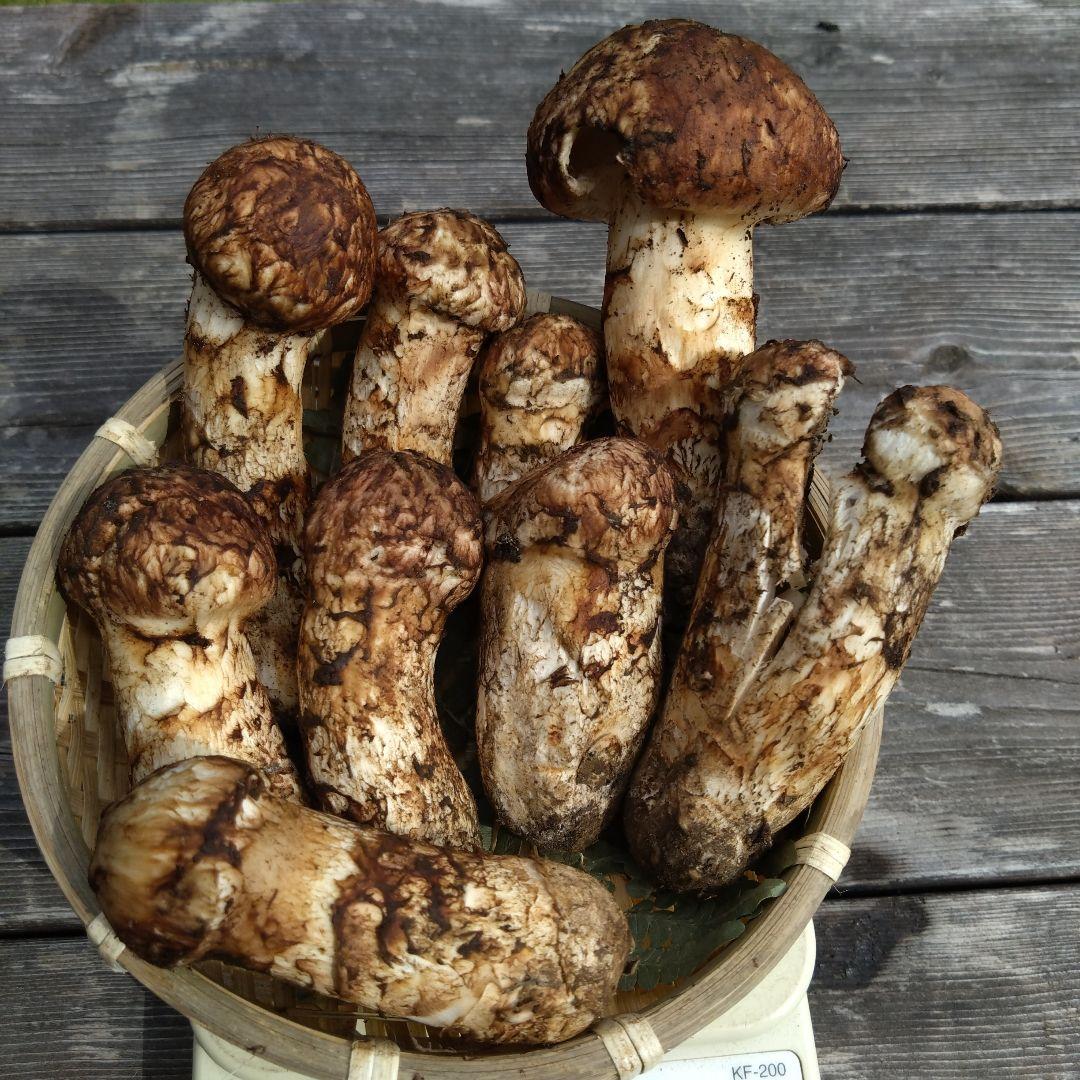 岩手県産マツタケ239g傷あり