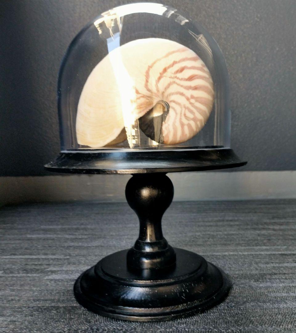 ガラスドーム オーム貝