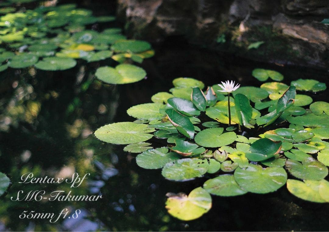 Pentax SPF★完動品＊美品＊試写済★本革外装＊シチリアン・ブルー★絶好調