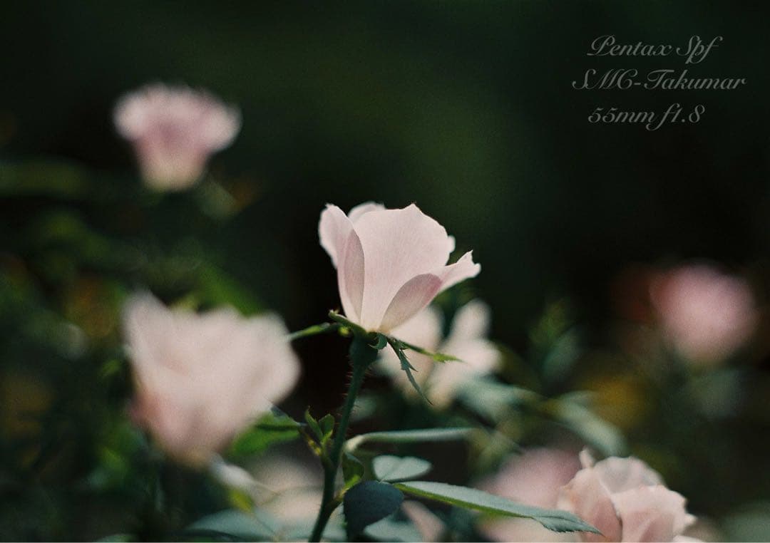 Pentax SPF★完動品＊美品＊試写済★本革外装＊シチリアン・ブルー★絶好調