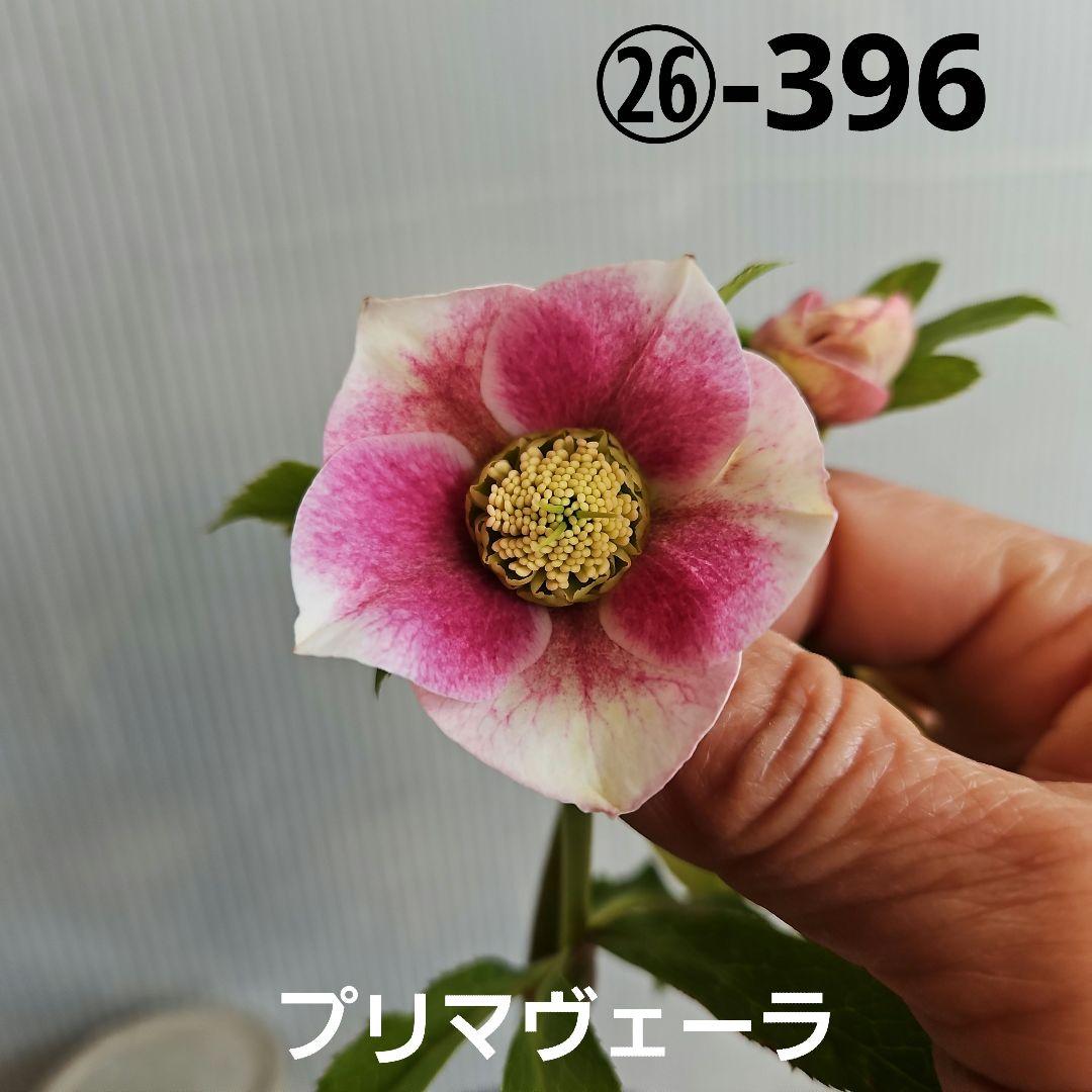 謙信様ご購入苗㉖-396クリスマスローズ