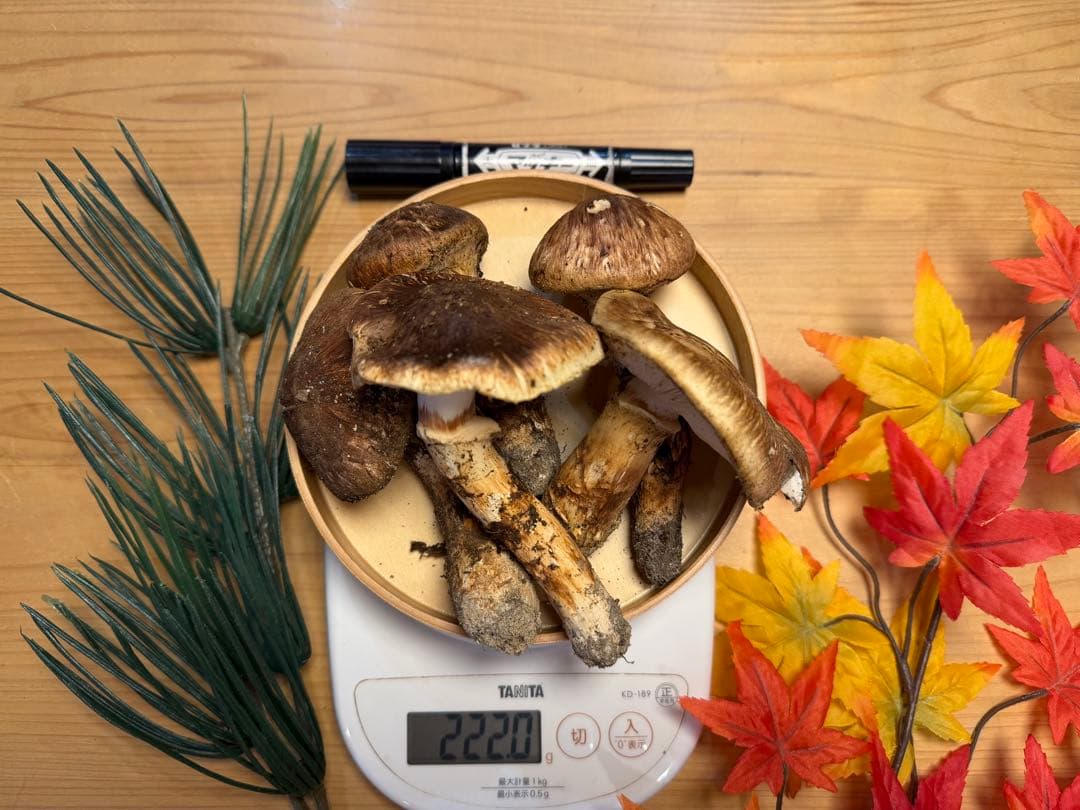 松茸　北海道産　新鮮　10/21朝採れ　222g 18時迄のご注文で本日発送