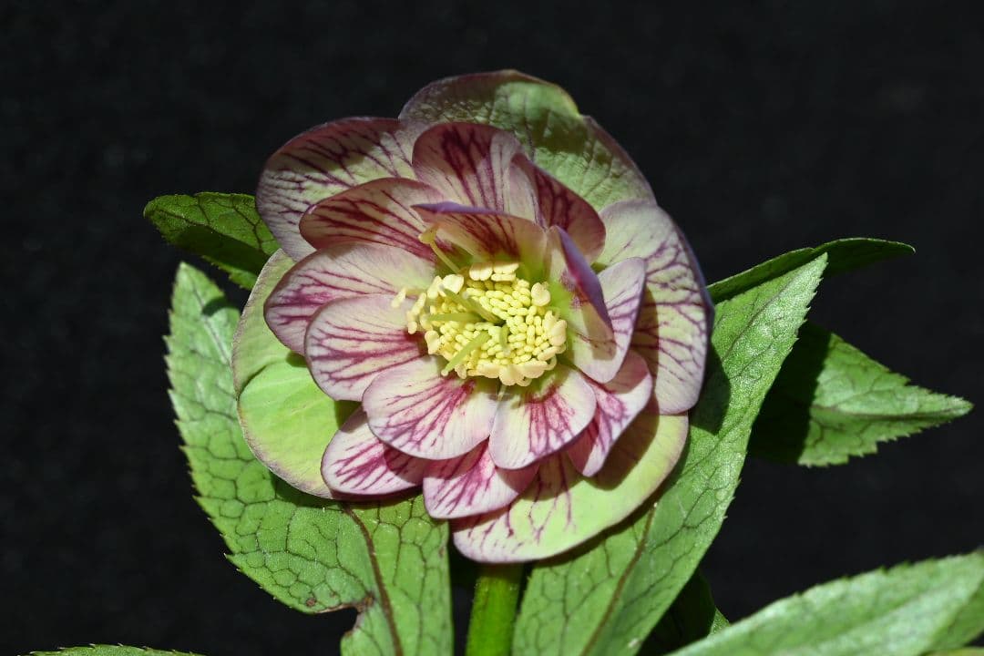 クリスマスローズ　認定Wild　Collection　エリアス交配　加藤農園