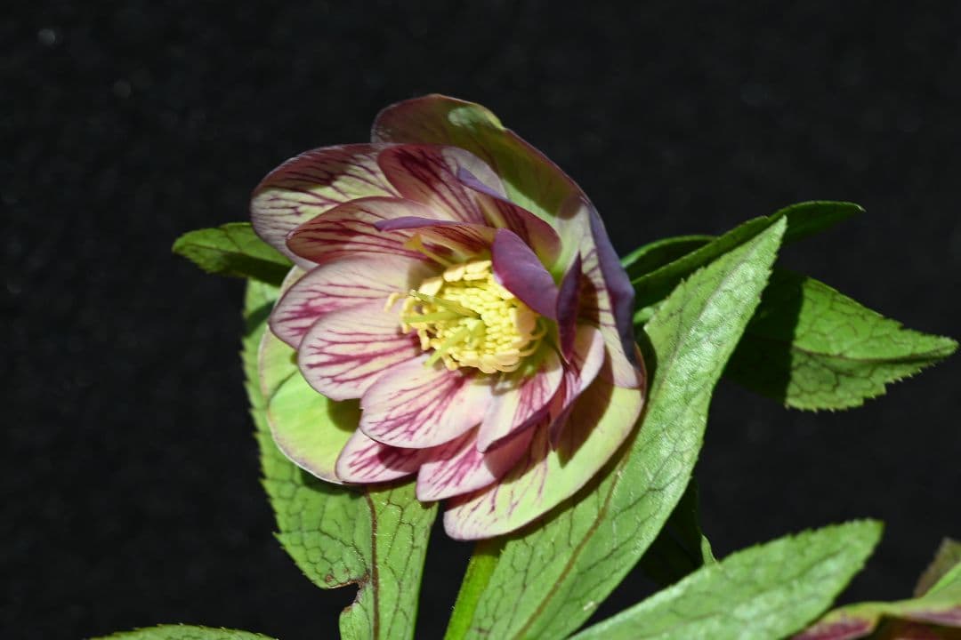 クリスマスローズ　認定Wild　Collection　エリアス交配　加藤農園