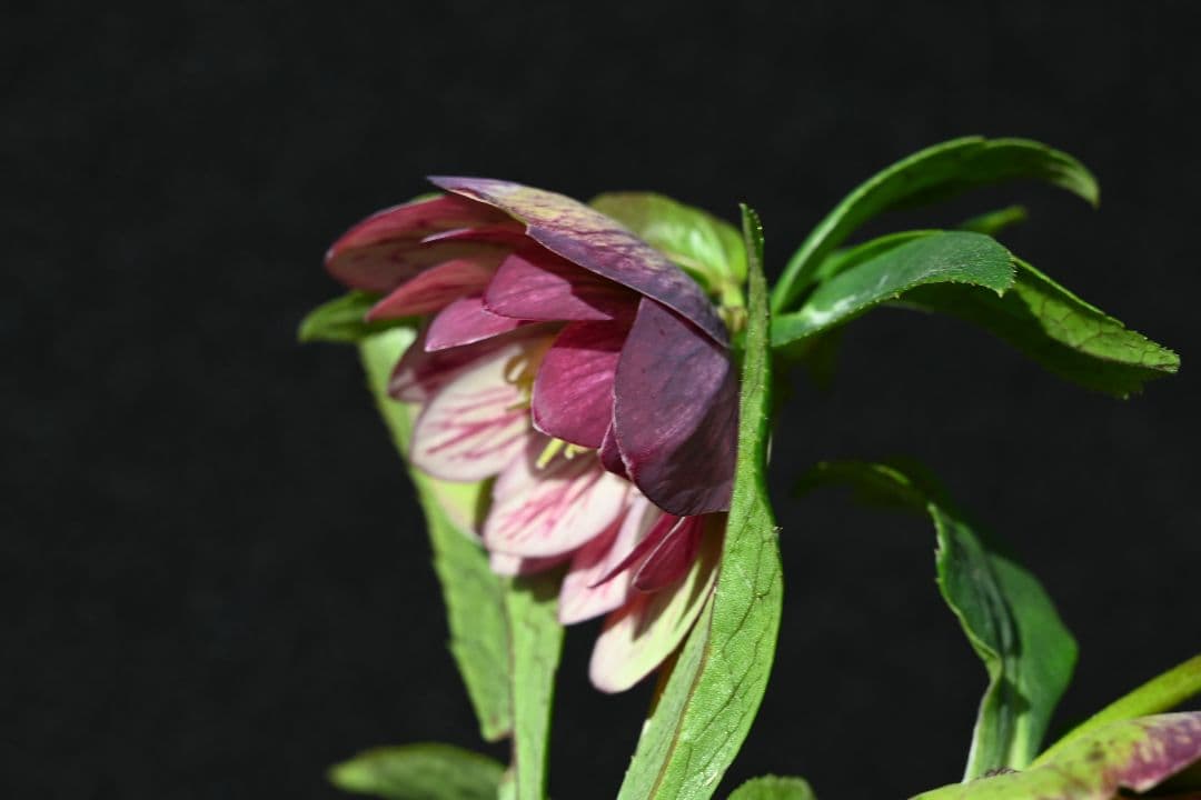 クリスマスローズ　認定Wild　Collection　エリアス交配　加藤農園