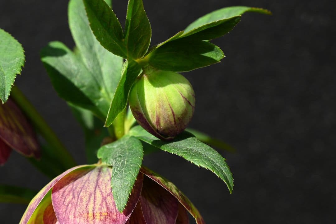 クリスマスローズ　認定Wild　Collection　エリアス交配　加藤農園