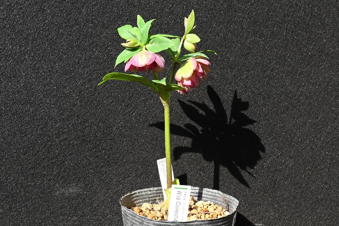 クリスマスローズ　認定Wild　Collection　エリアス交配　加藤農園