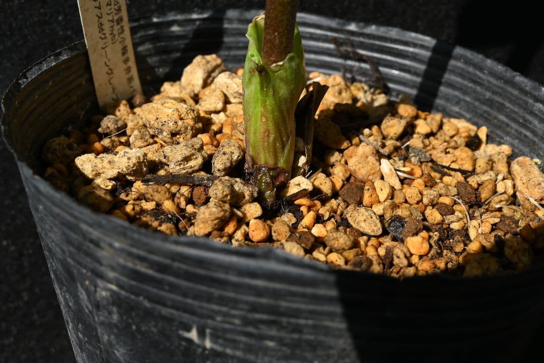 クリスマスローズ　認定Wild　Collection　エリアス交配　加藤農園