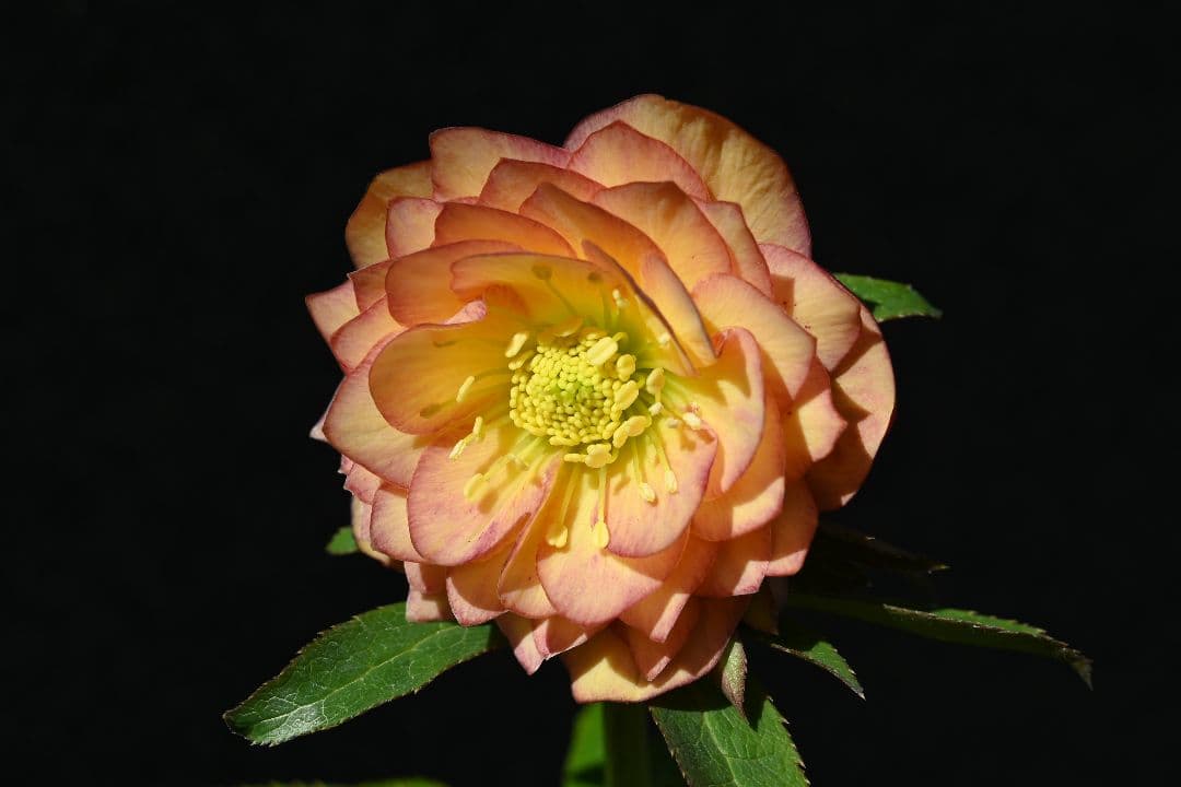 クリスマスローズ　多弁系アプリコット　加藤農園