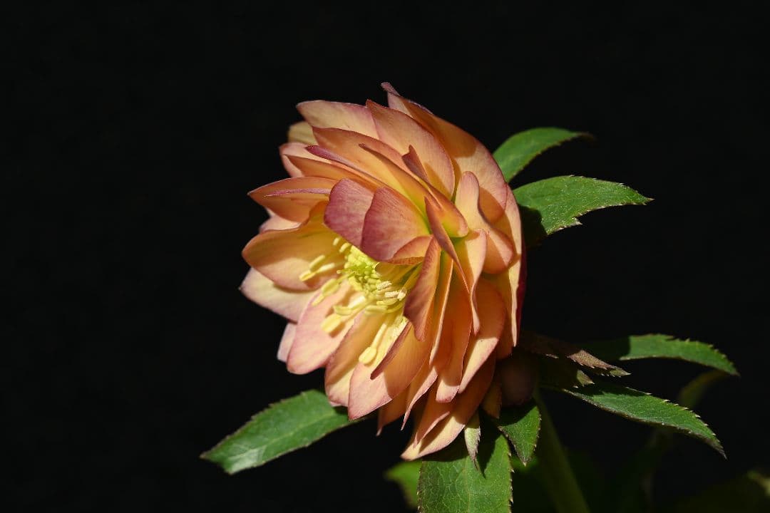 クリスマスローズ　多弁系アプリコット　加藤農園