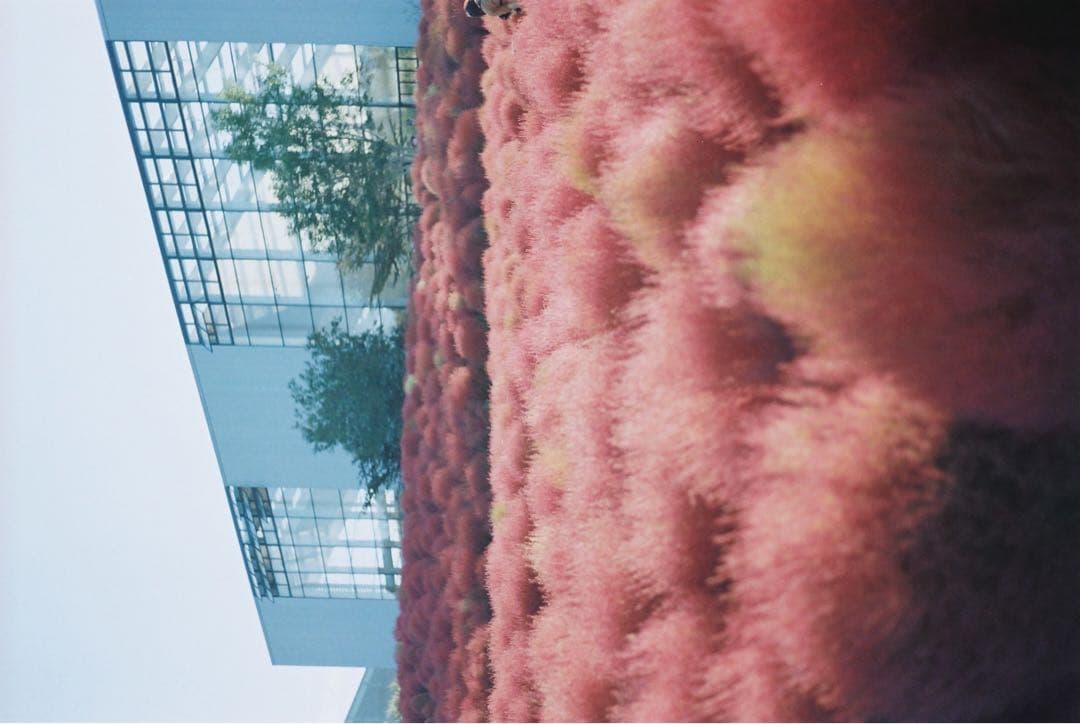 フィルムカメラ nikonfm