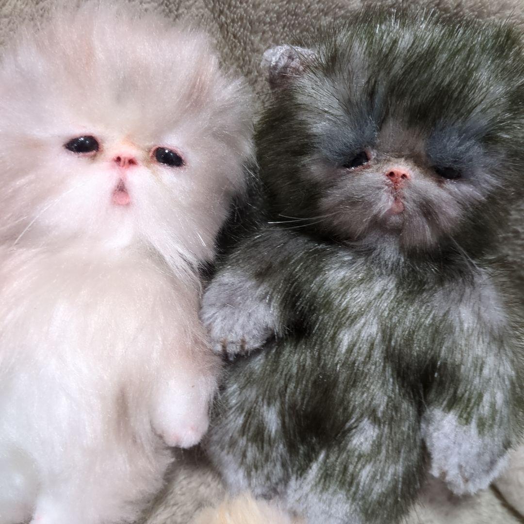 アートドール 作家 ぬいぐるみ 猫 セット ハンドメイド 国内 アーティスト