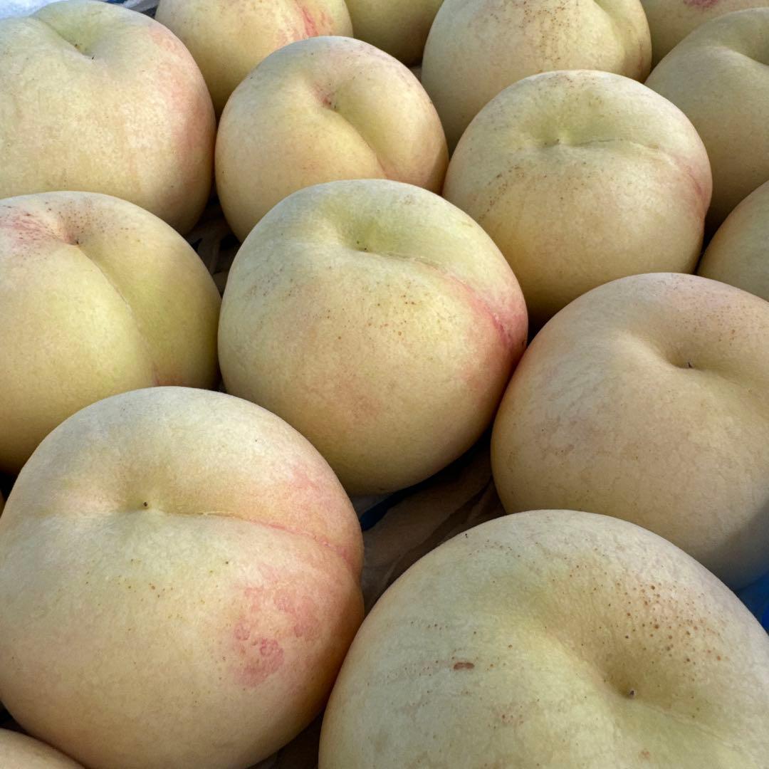 ももちゃん果樹園の桃　お墨付き！！幻の桃　CX 5キロ箱！！　自家用