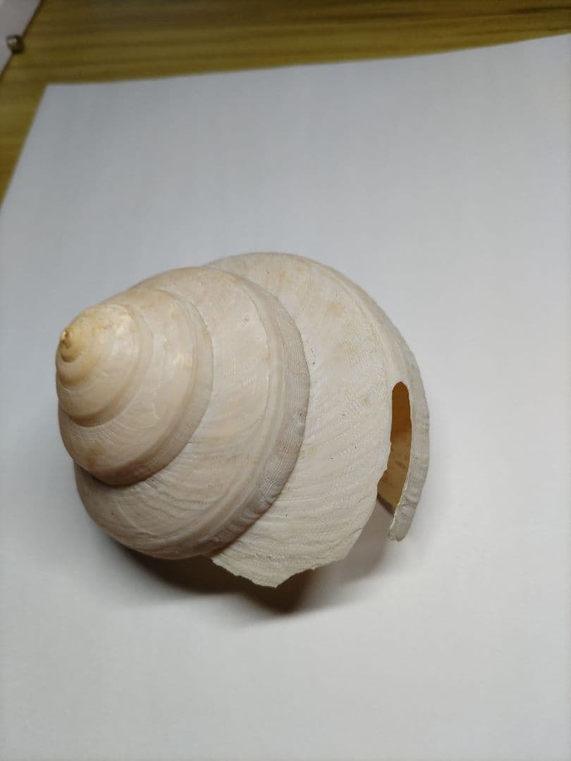 新種？クリスマス島　貝(大)