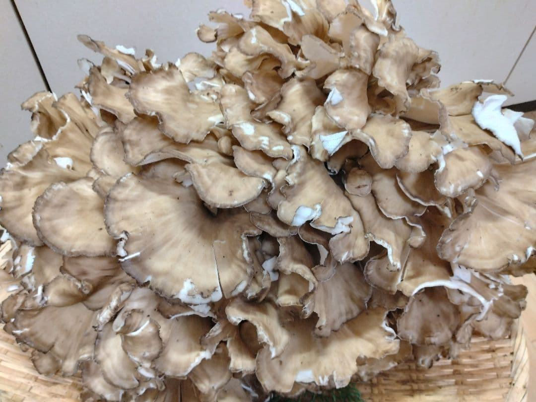 天然きのこ　マイタケ　舞茸　約2.1kg　きのこ　天然舞茸　今季最終