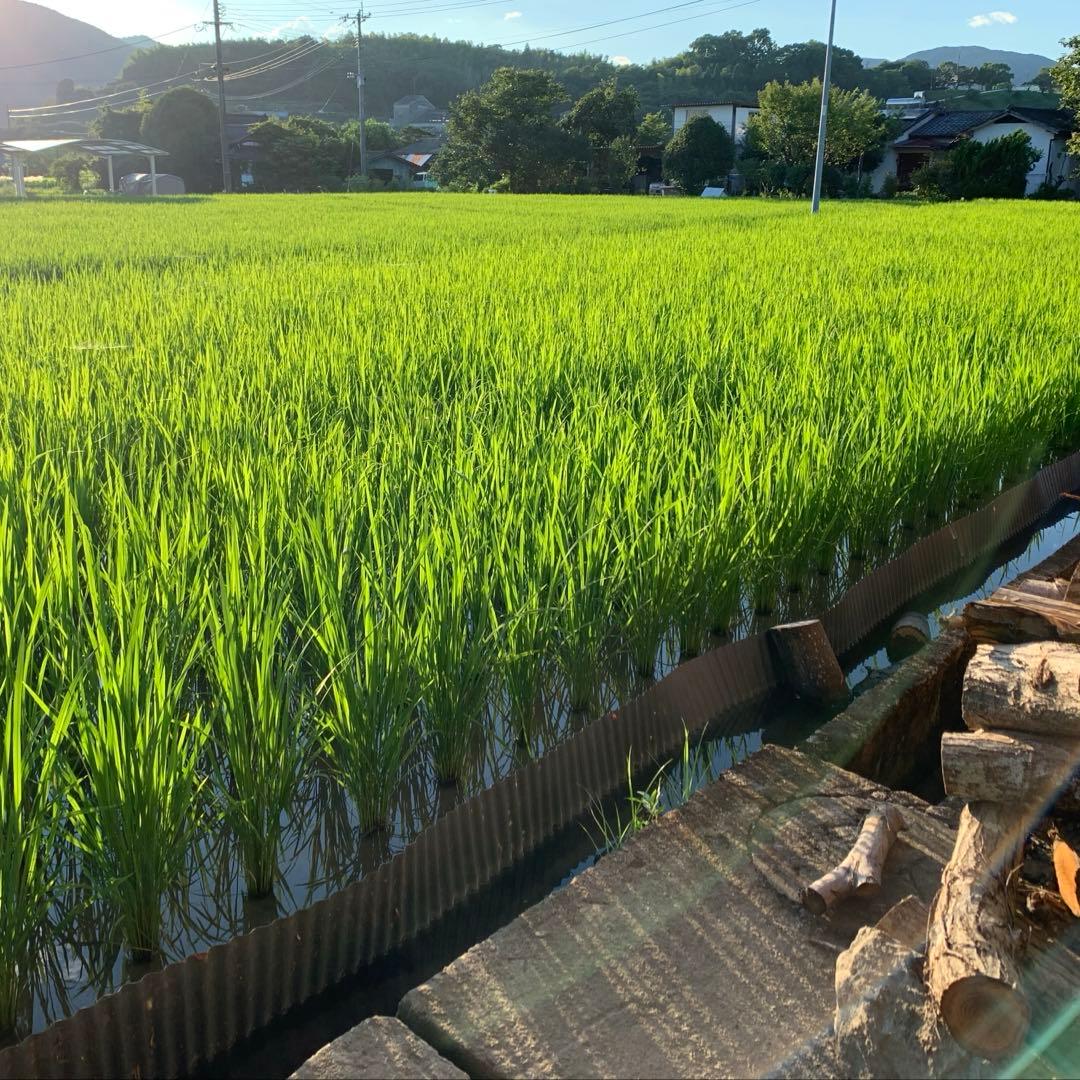 【kijimuna】　熊本県 自然栽培米 ひのひかり 玄米20kg