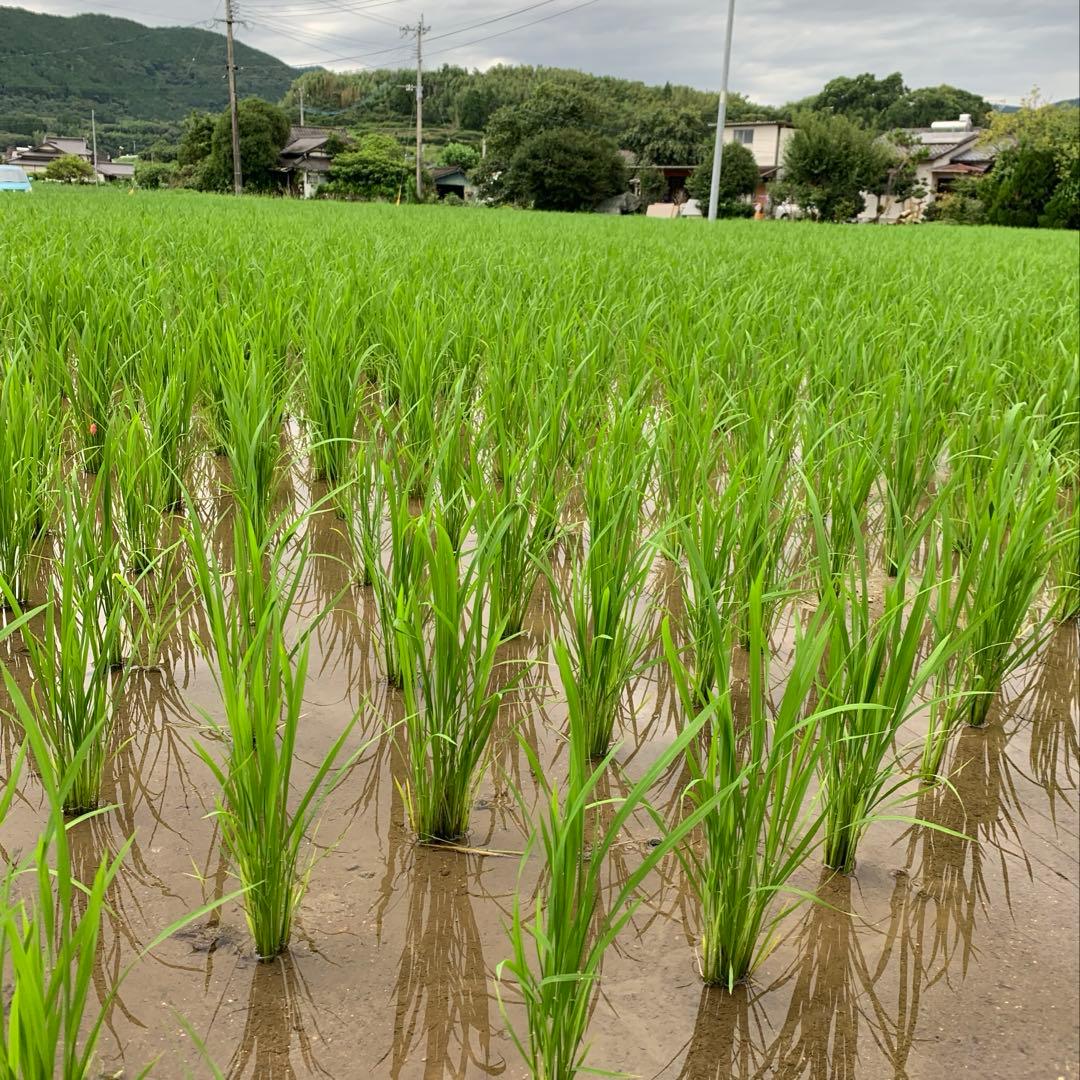 【kijimuna】　熊本県 自然栽培米 ひのひかり 玄米20kg
