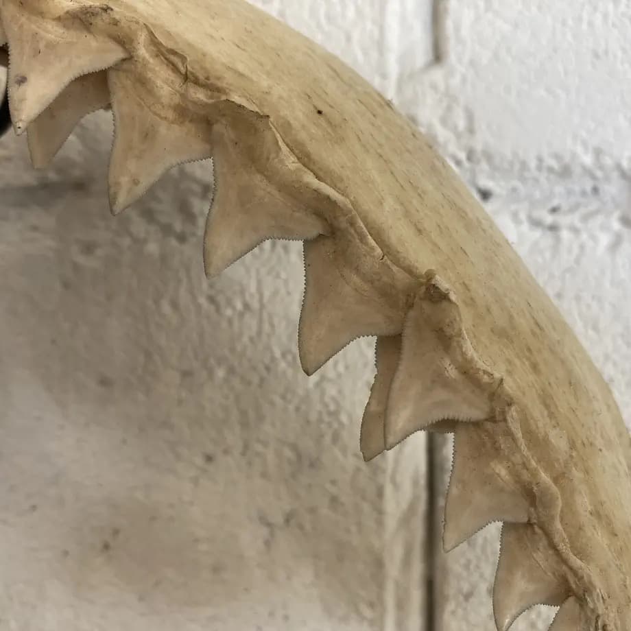 と*ろ様 サメ　歯　オブジェ　標本