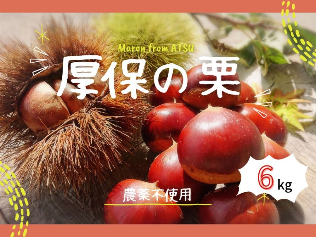 サイズ混合!!厚保(あつ)の栗【6kg】※無農薬