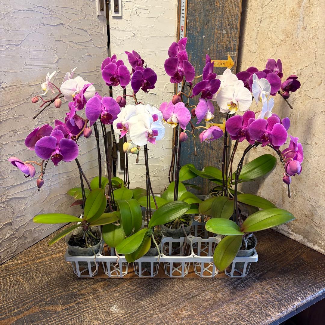 ♡*♡様 胡蝶蘭 10ポット ファレノプシス