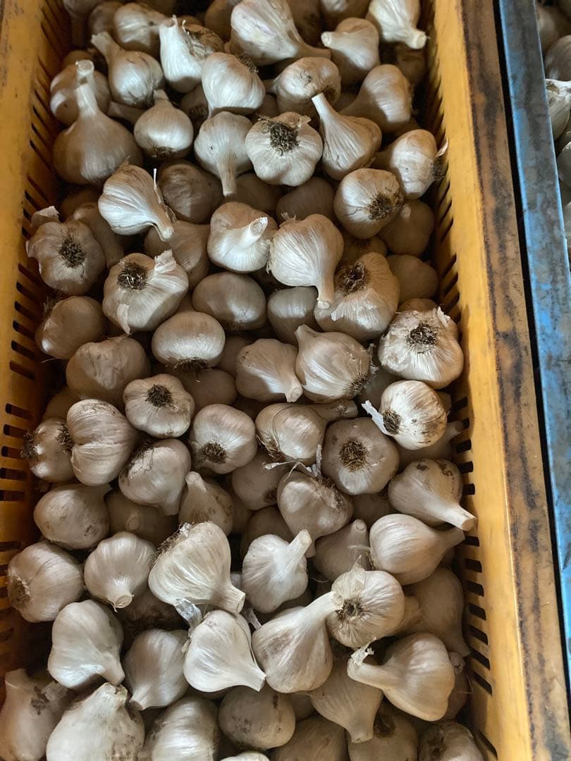 青森県産にんにく　Mサイズ 10キロ
