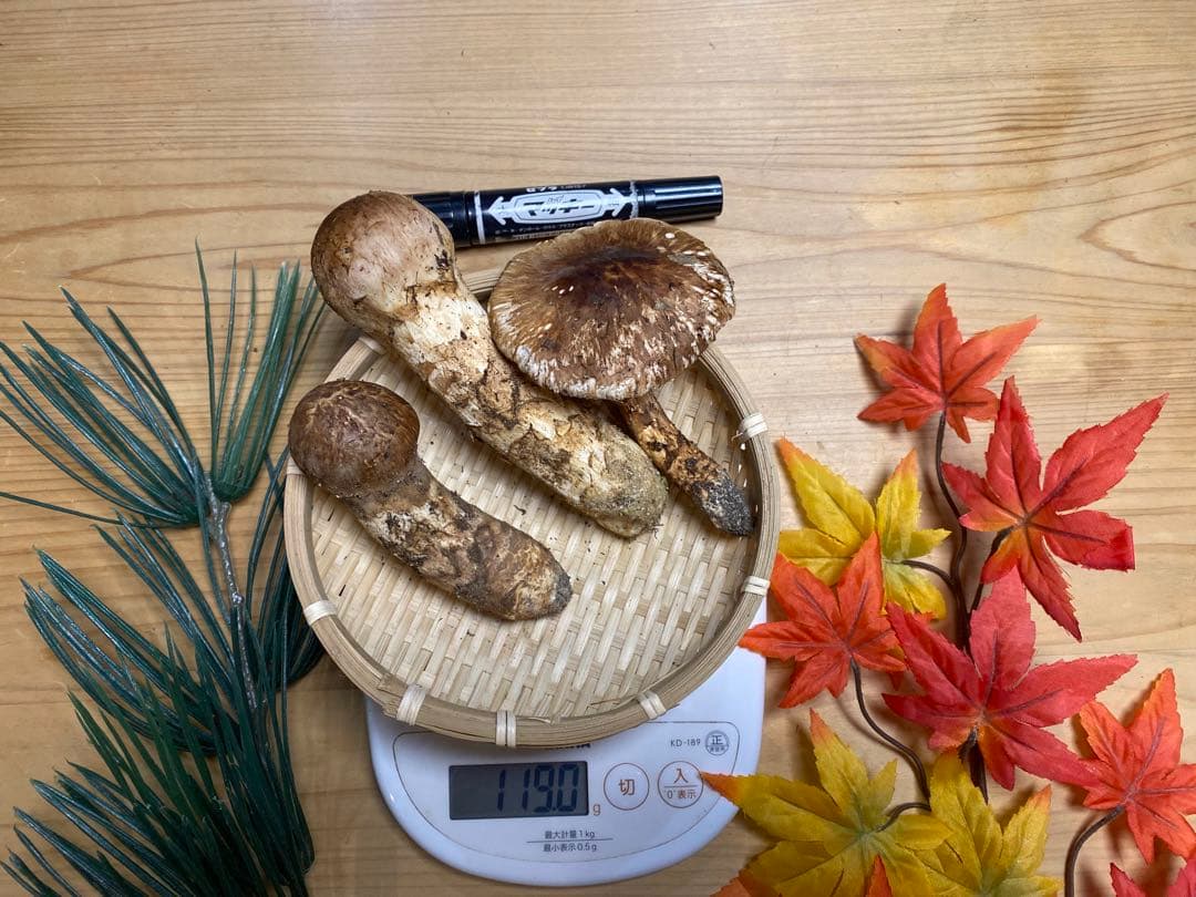 松茸　北海道産　新鮮　10/15朝採れ　119g 17時迄のご注文で本日発送