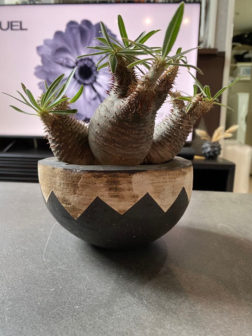 invisible ink 初期型　3頭　パキポディウム　インビジブルインク