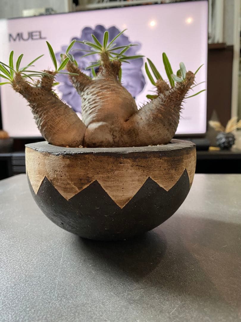 invisible ink 初期型　3頭　パキポディウム　インビジブルインク