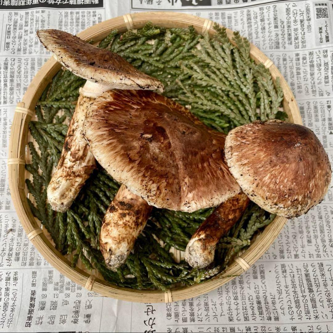 天然きのこ 松茸 国産 マツタケ まつたけ 大自然の凛さん採取その203