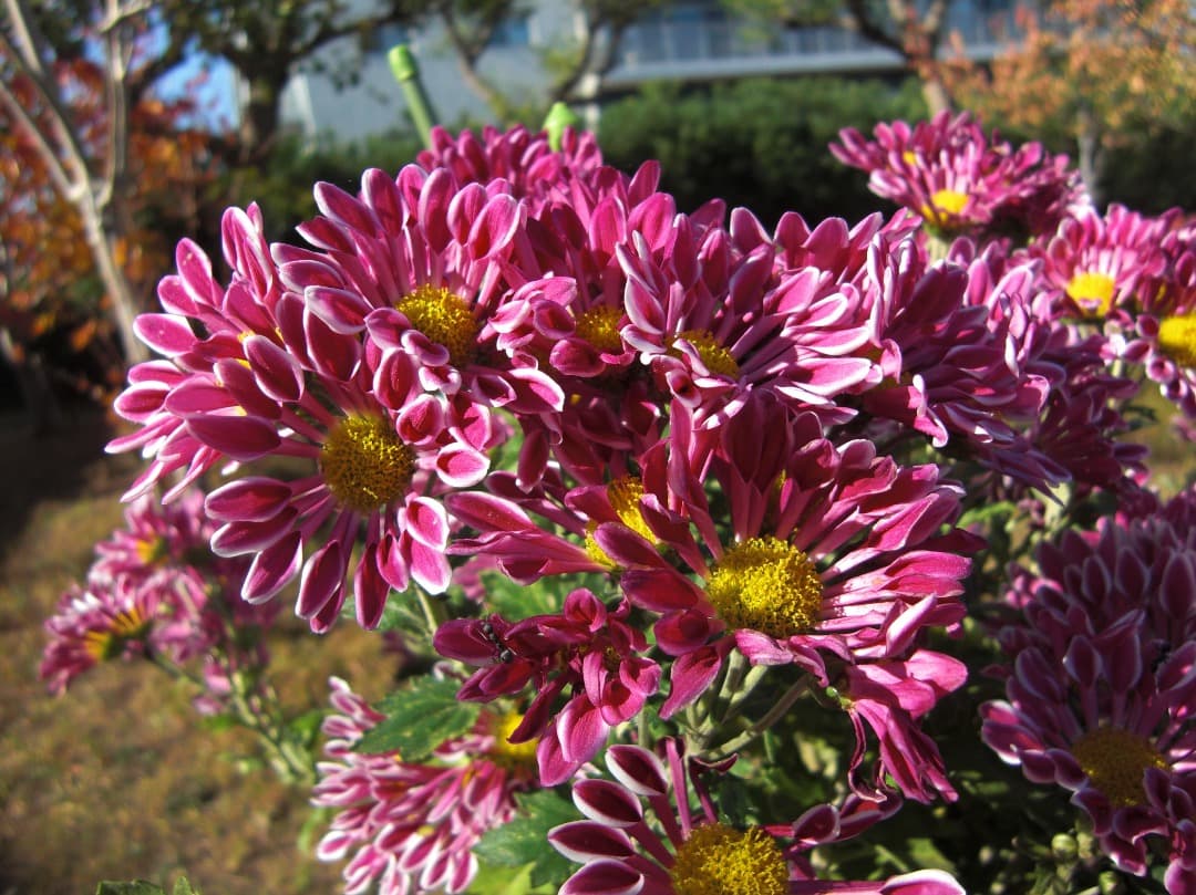 追加あり⭕️【動作確認済】CASIO EXILIM ZOOM EX-Z200