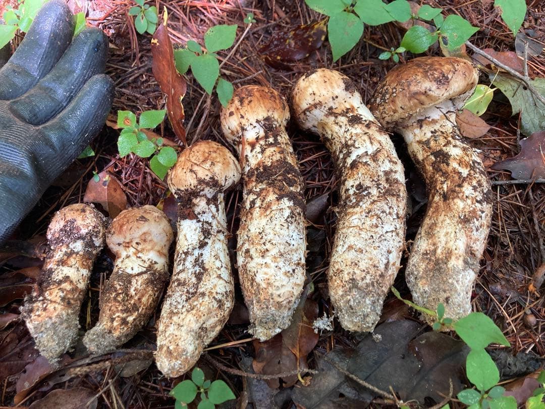 新鮮 マツタケ 中型から大型