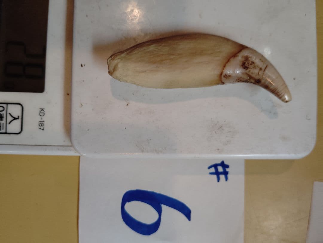 kubota 北海道紋別産 #1.5.6 合計3件