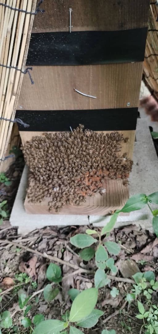 徳島県産日本蜜蜂の巣蜜