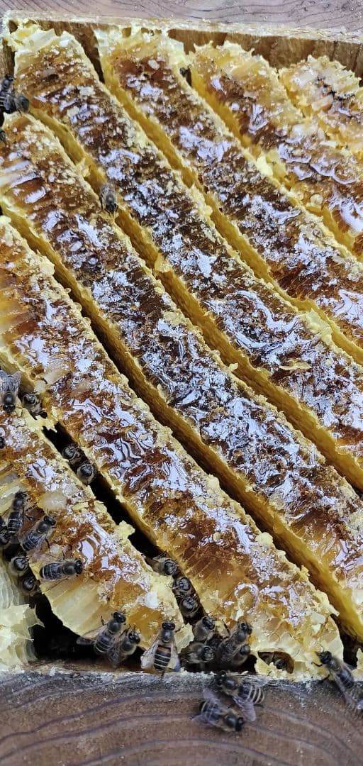 徳島県産日本蜜蜂の巣蜜