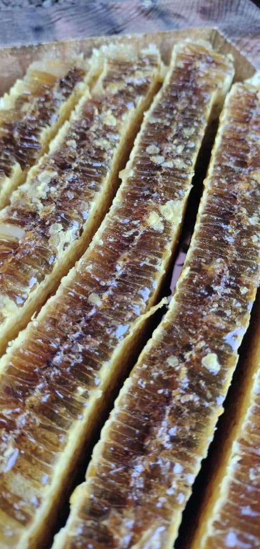 徳島県産日本蜜蜂の巣蜜