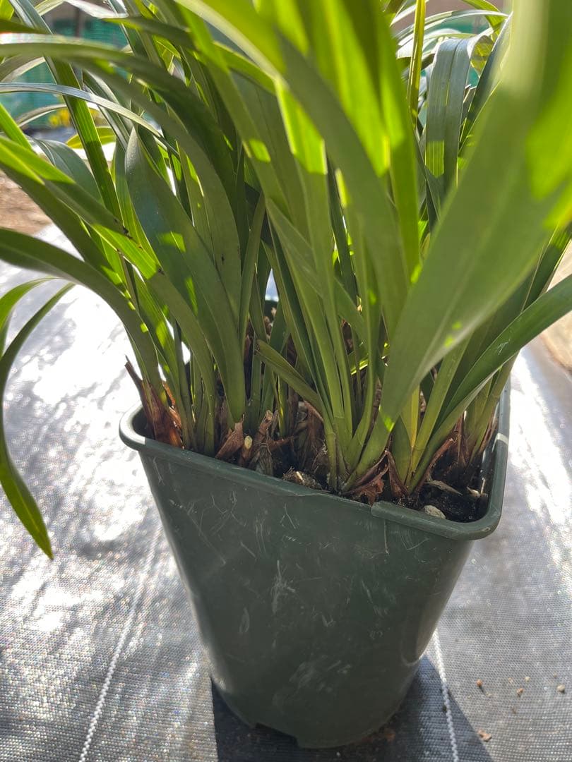 ⭐️キンリョウヘン　大株　 新芽あり。（花芽か不明、花色→赤または黄）